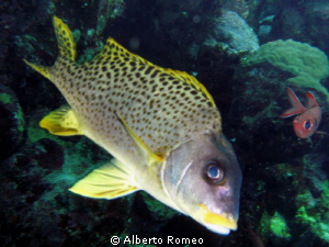 Portrait of Blackspotted  Sweetlips (Plectorhinchus gater... by Alberto Romeo 